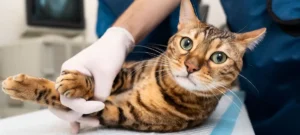 seguro para gatos